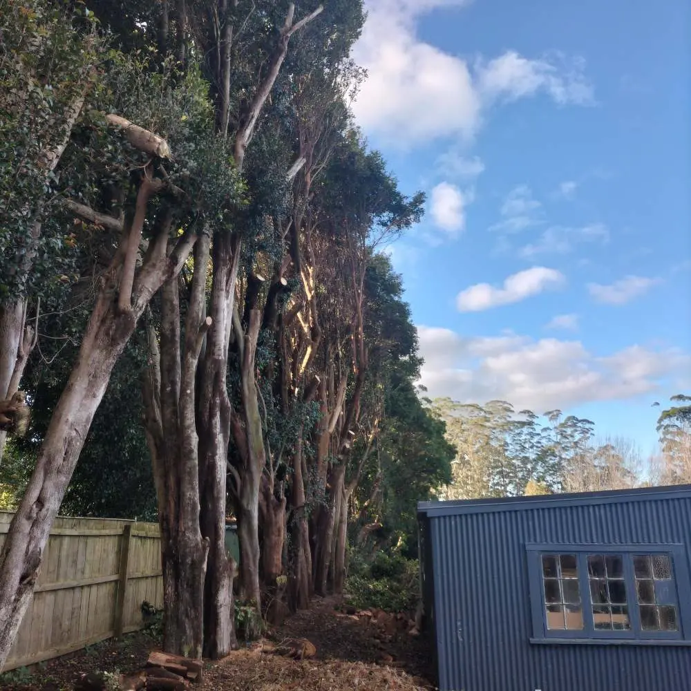 Tall Acmena shelterbelt beside a residential garden building