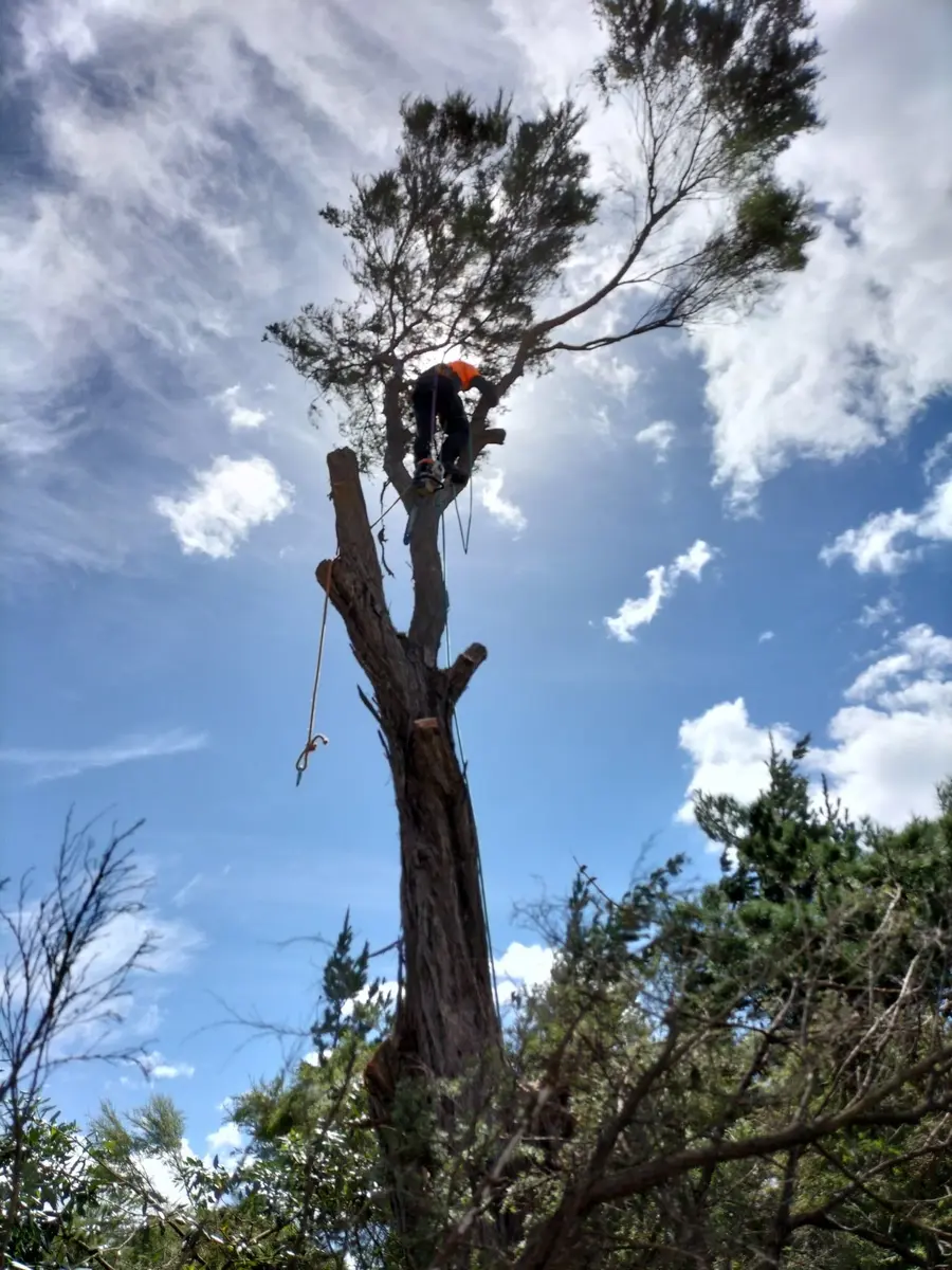 Arborist working high in a tree with rigging ropes