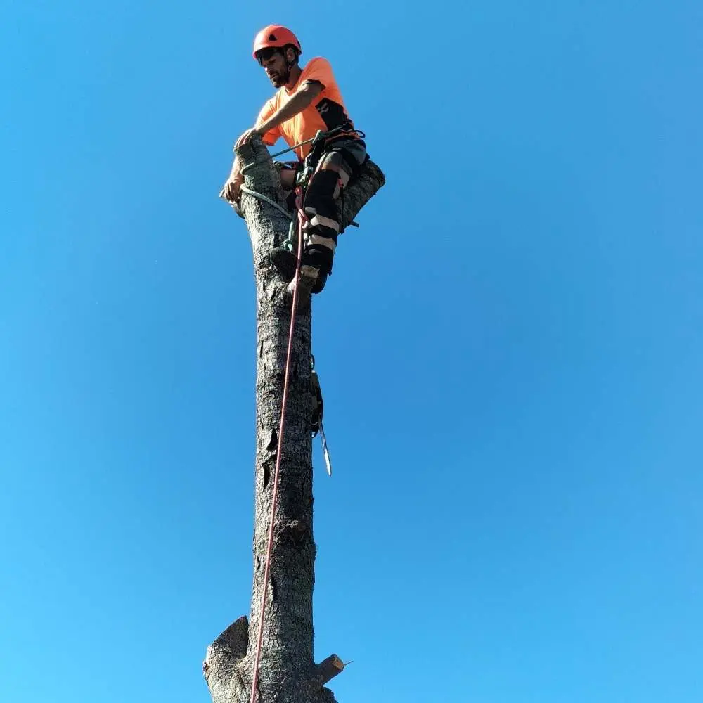 Arborist secured near the top of a blue cedar trunk during removal