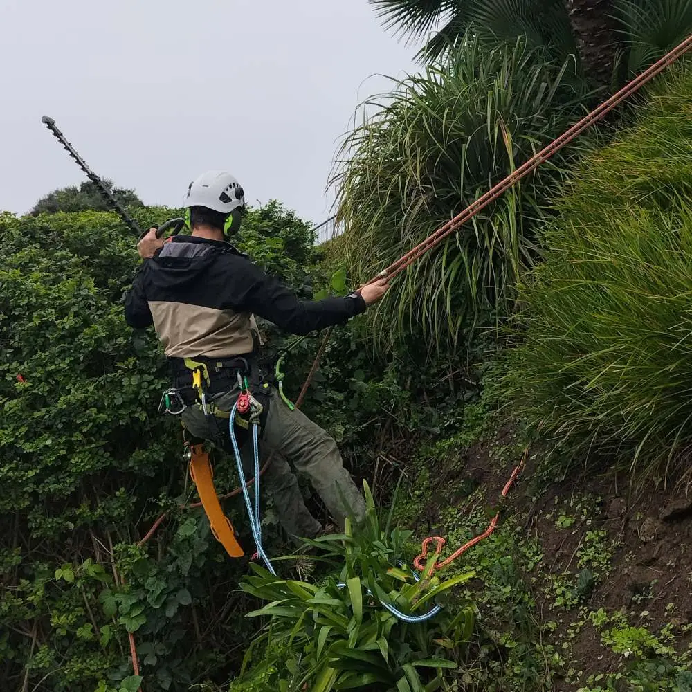 Arborist using rope access to work on dense vegetation at a cliff edge