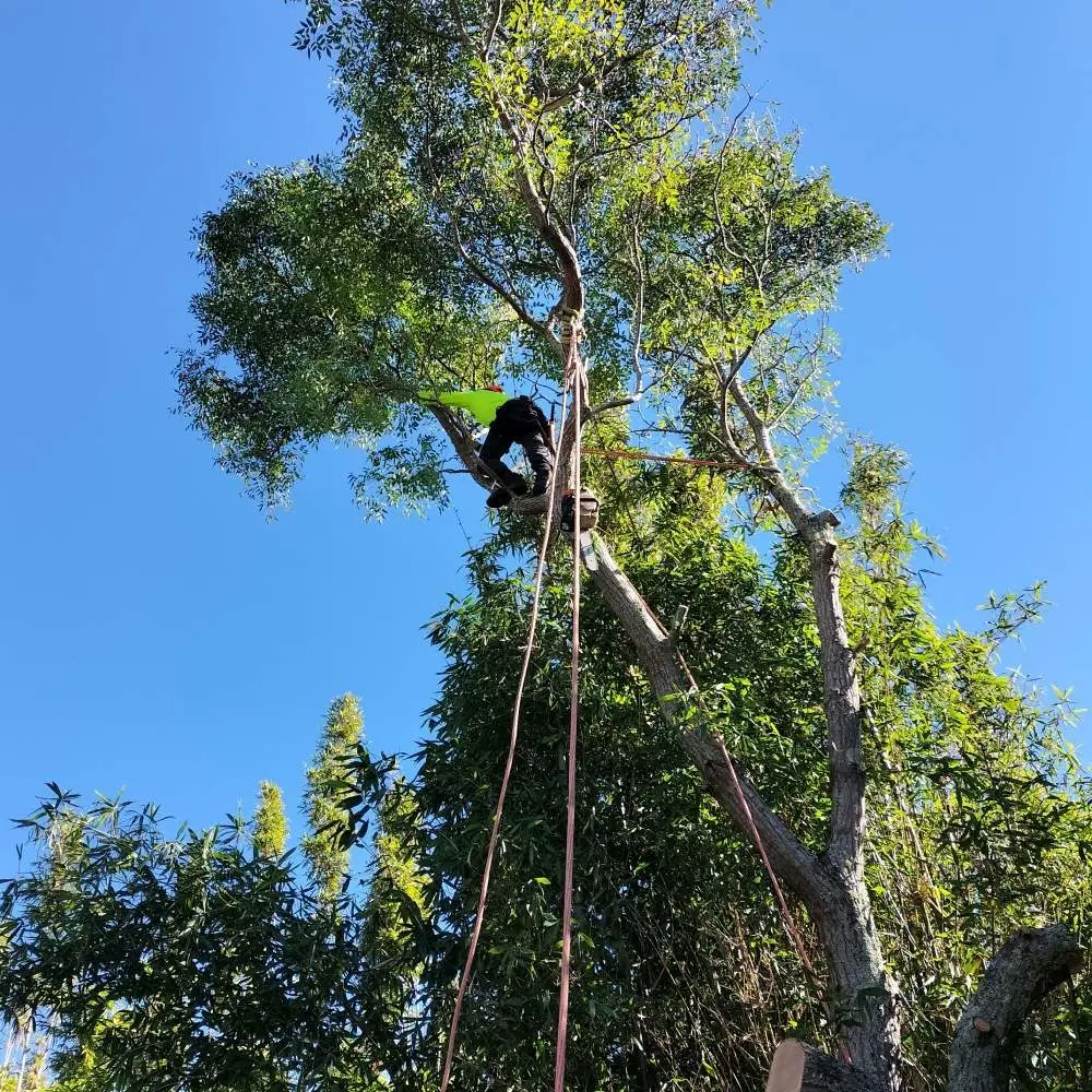 Arborist climbing a Melia tree with ropes during removal work