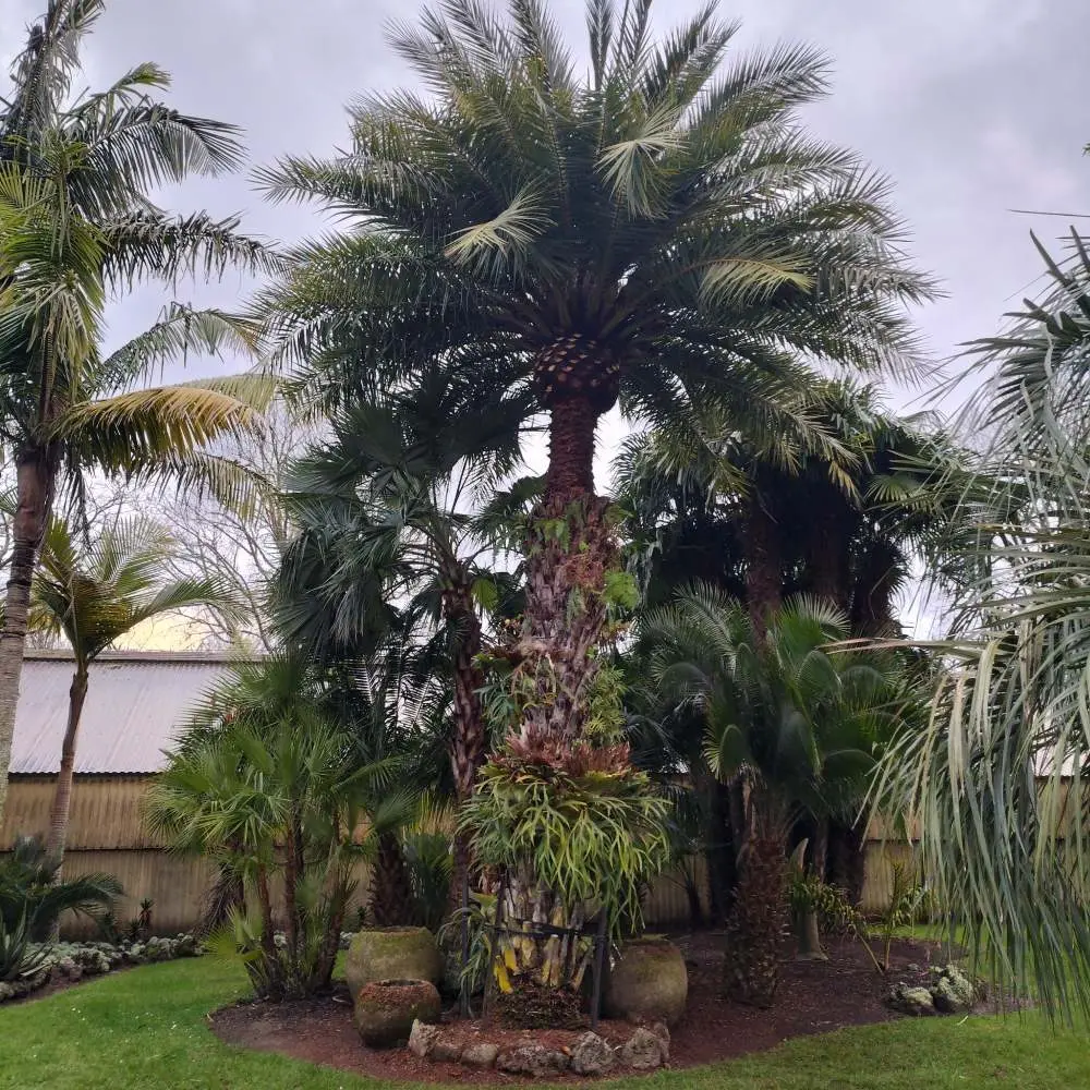 Mature Phoenix palm in a residential garden