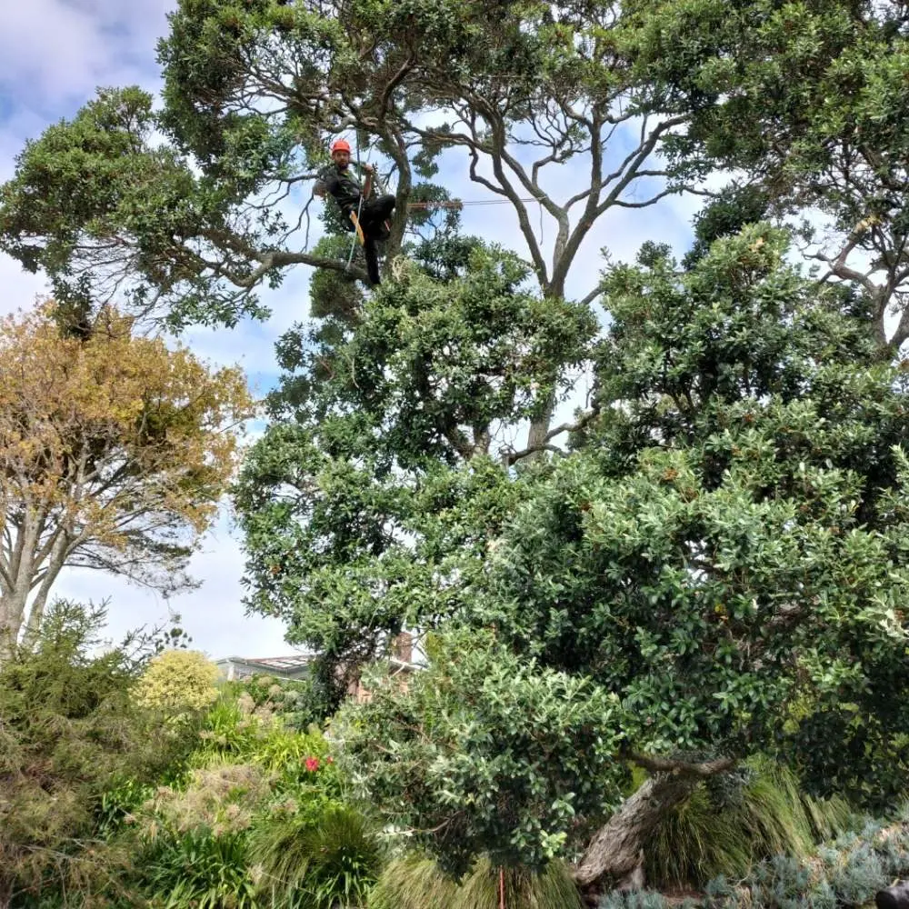 Arborist among the spreading branches of a pōhutukawa