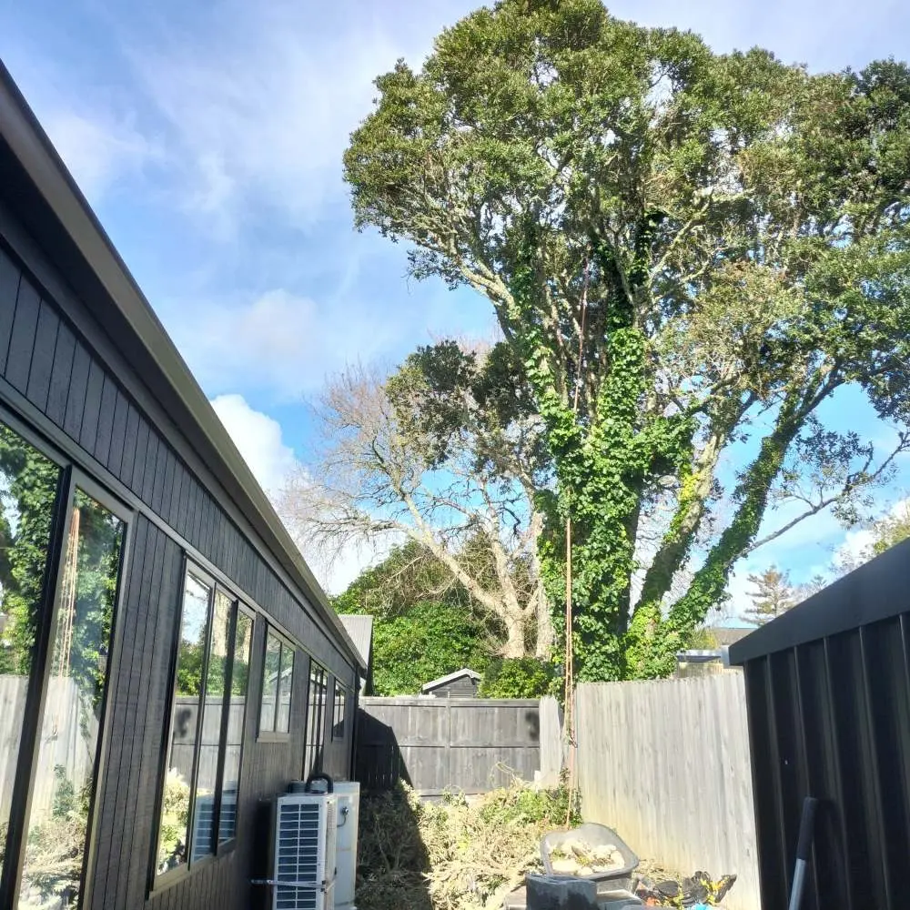 Rigging ropes in a tree beside a house roof and garden fence