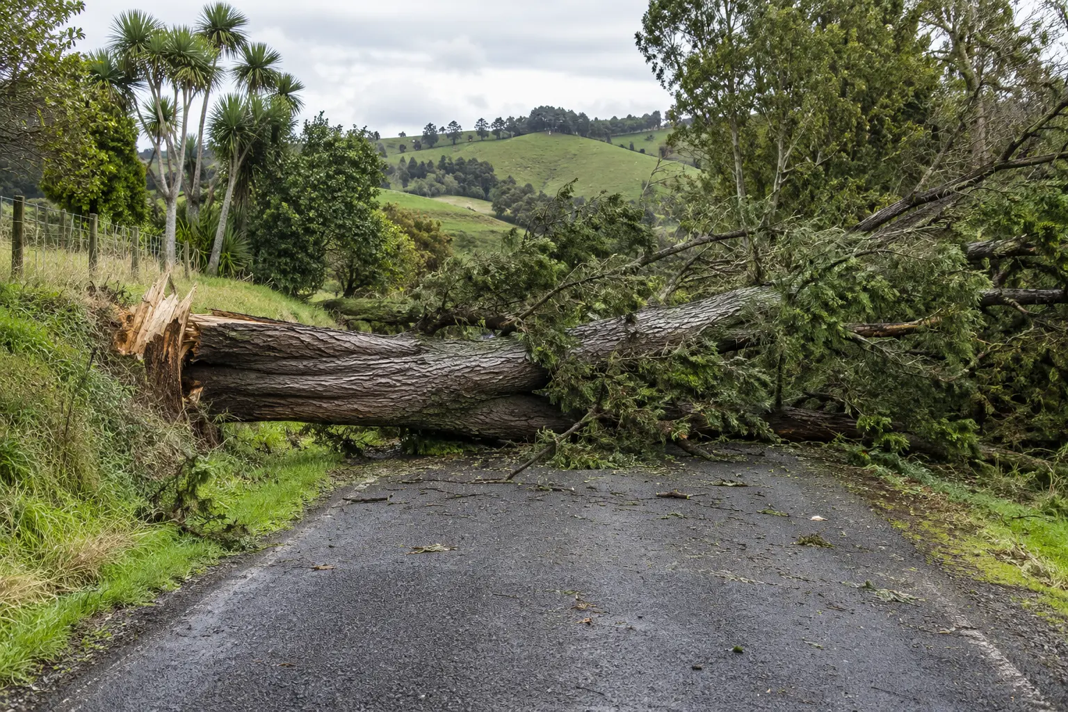 Illustrative scene of a fallen tree blocking a New Zealand country road
