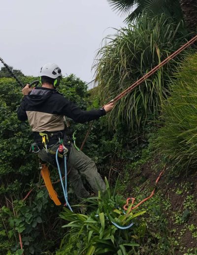 Hedge trimming advanced