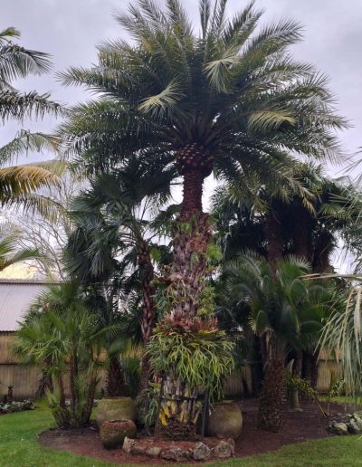 Palm pruning auckland