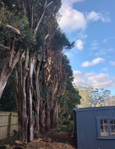 expert hedge trimming auckland