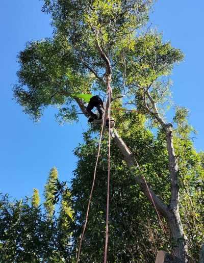 large tree felling