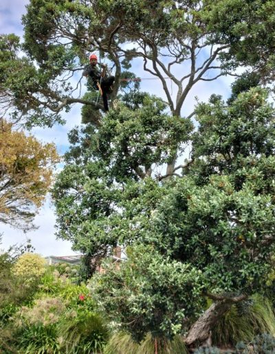 man in tree