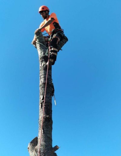 tree felling auckland