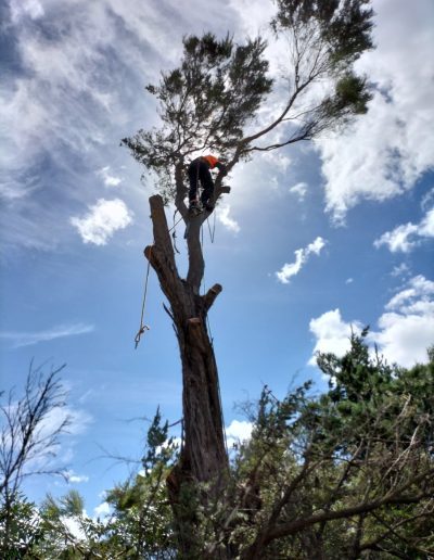 Auckland Arborist